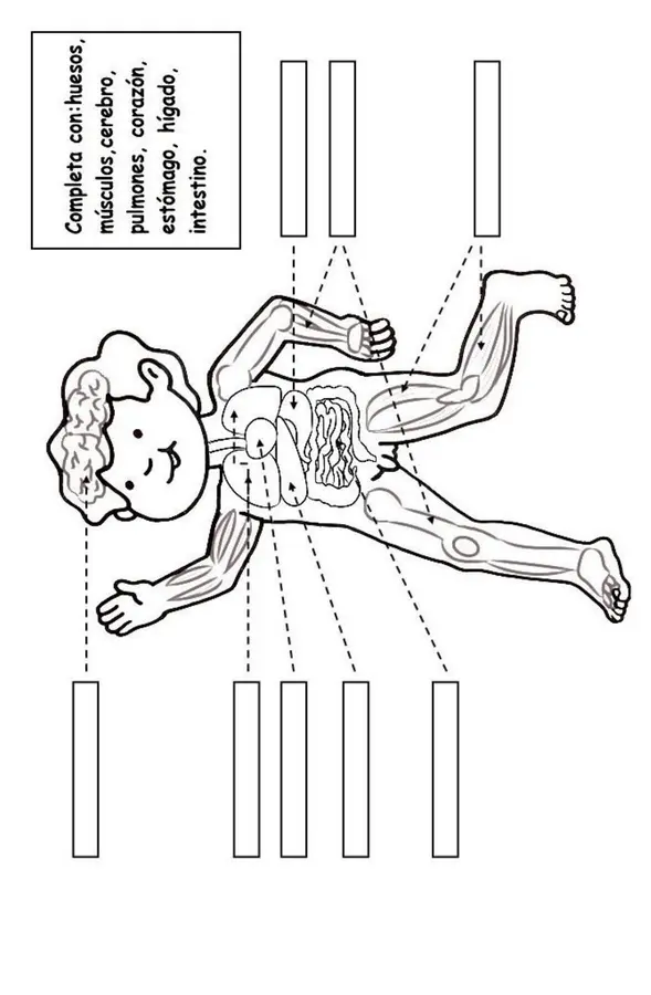 Actividades órganos del cuerpo humano
