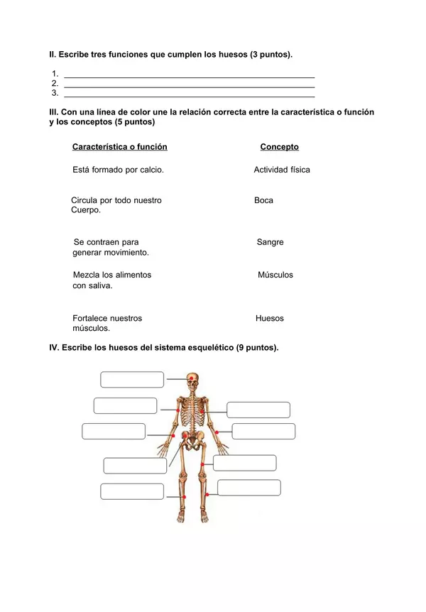 Prueba Sistema Esqueletico, Cuarto Basico, Ciencias Naturales