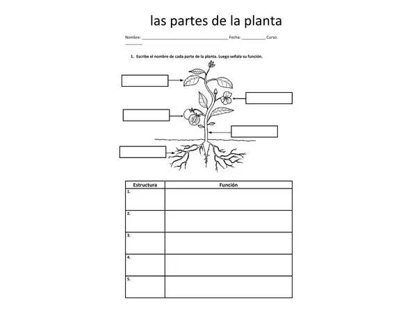 Partes de la planta 