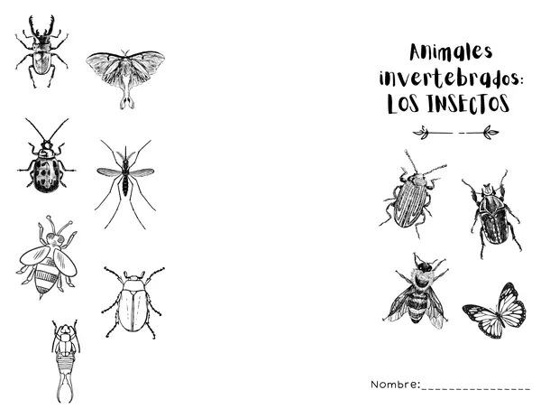 Tríptico invertebrados: Insectos