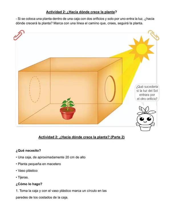 Actividades experimento unidad "Las Plantas" 1° básico