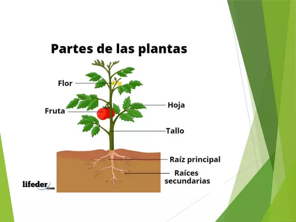Partes y funciones de una planta