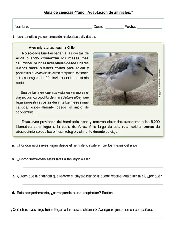 Guía de ciencias 4°año "Adaptación de animales"
