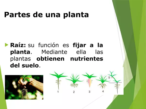 Partes y funciones de una planta