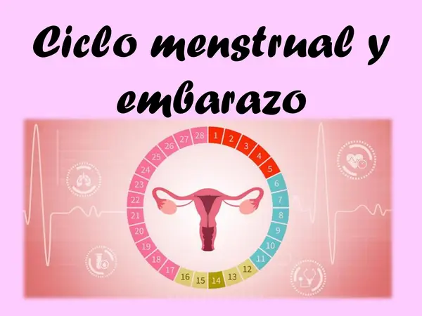 PPT - Ciclo menstrual y embarazo 