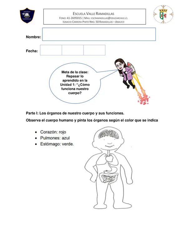 Guía de repaso evaluación Unidad: ¿Cómo funciona nuestro cuerpo? 2do básico Ciencias Naturales
