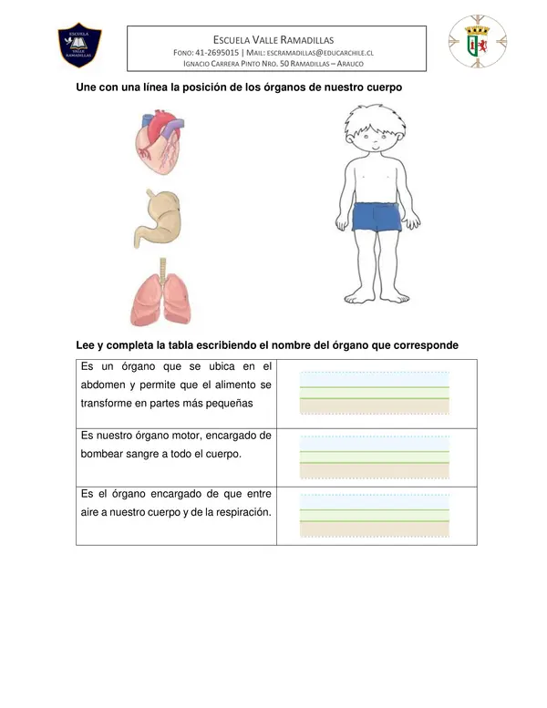 Guía de repaso evaluación Unidad: ¿Cómo funciona nuestro cuerpo? 2do básico Ciencias Naturales