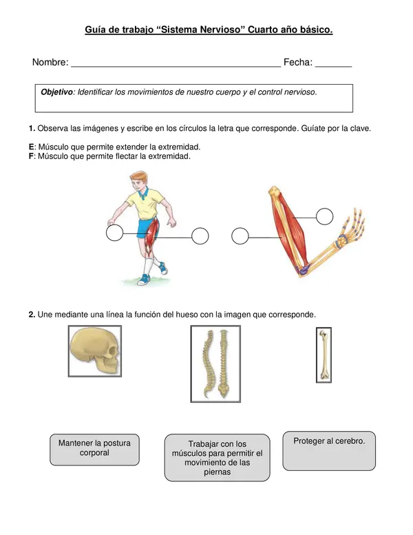 Guía de ciencias "Sistema Nervioso" 4° año básico