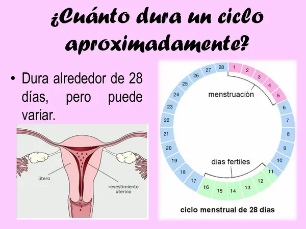 PPT - Ciclo menstrual y embarazo 