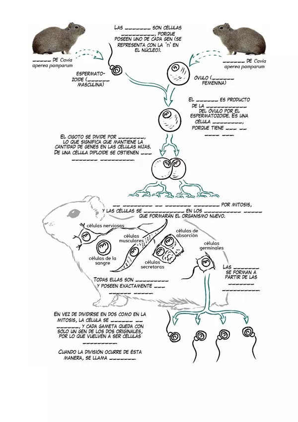 Rol de mitosis y meiosis: esquema para completar