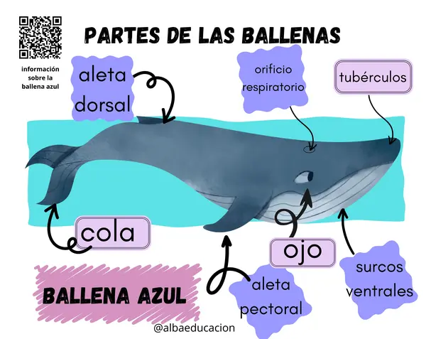 libreta interactiva la ballena azul