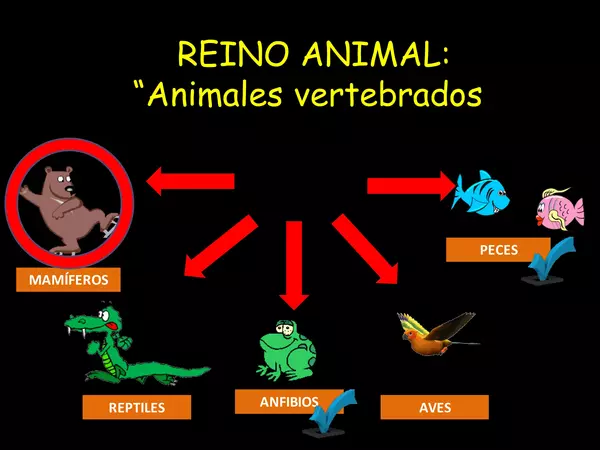 animales vertebrados 