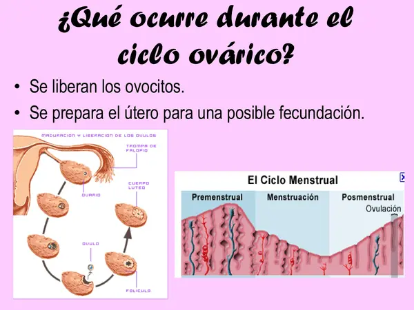 PPT - Ciclo menstrual y embarazo 