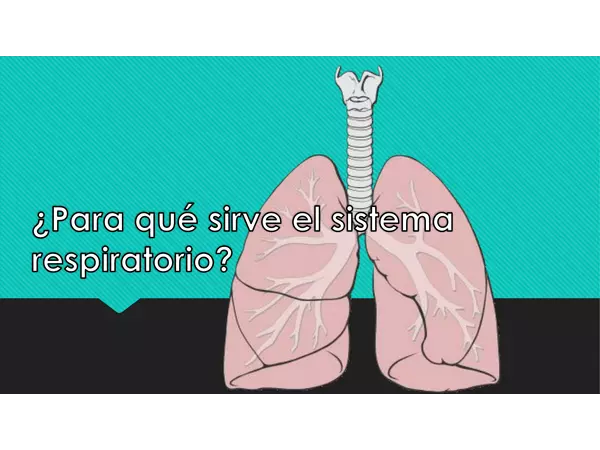 ¿Para qué sirve el sistema respiratorio? 