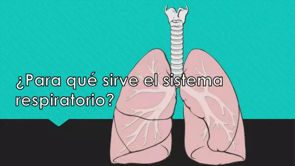 ¿Para qué sirve el sistema respiratorio? 