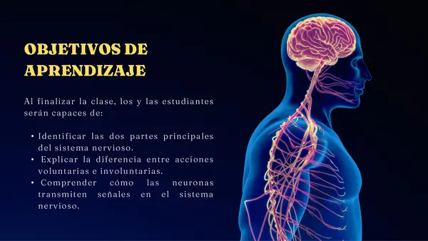 Presentación: El Sistema Nervioso explicado paso a paso