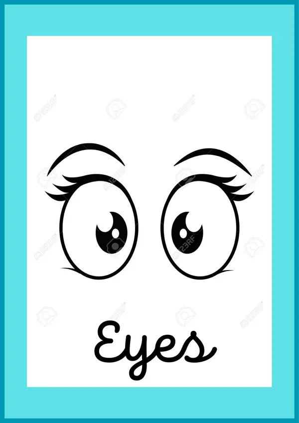 Partes del cuerpo en inglés