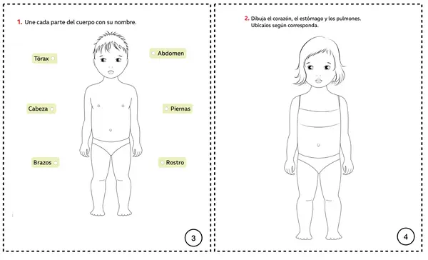 Cómo  funciona nuestro cuerpo