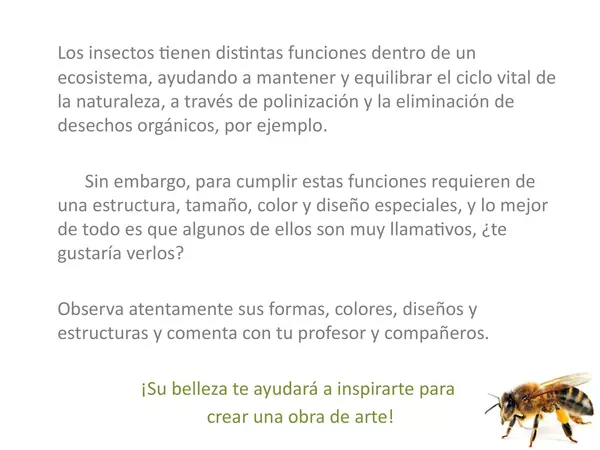 Presentacion Para Artes Visuales Cuarto Basico" Insectos, Forma, color y estructura"