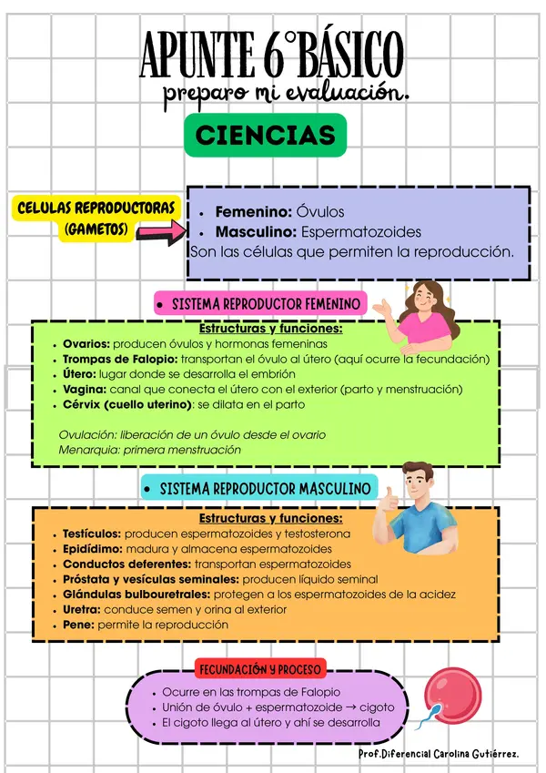 Ciencias aparato reproductor femenino y masculino 