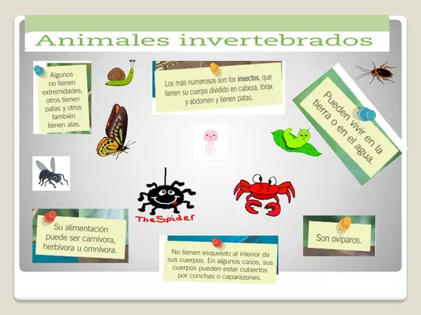 Animales invertebrados y su ciclo de vida