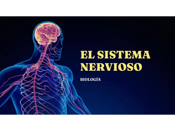 Presentación: El Sistema Nervioso explicado paso a paso