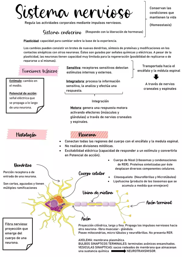 Sistema nervioso 