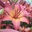 Ninoska Fiss Hernandez - @ninoska.fiss.hernande