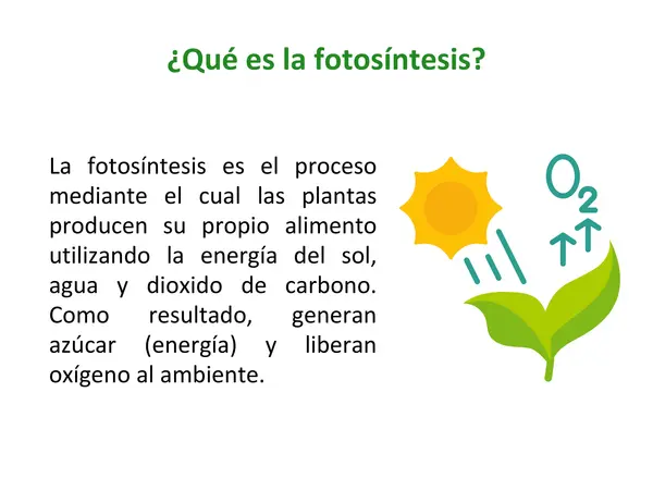 Exploramos la Fotosíntesis