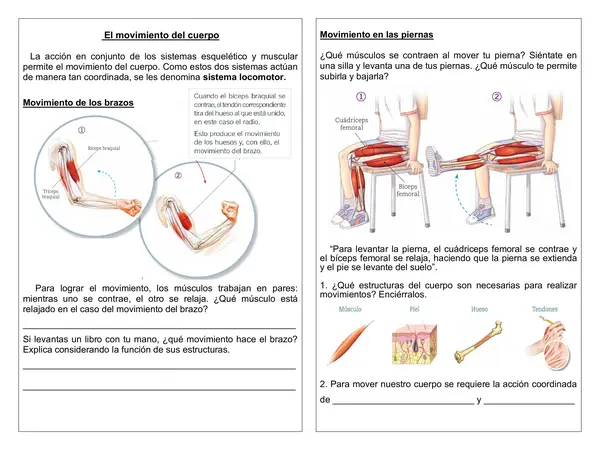 Guía de ciencias 4° año "Movimientos del cuerpo"
