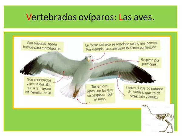 Animales vertebrados: Las aves