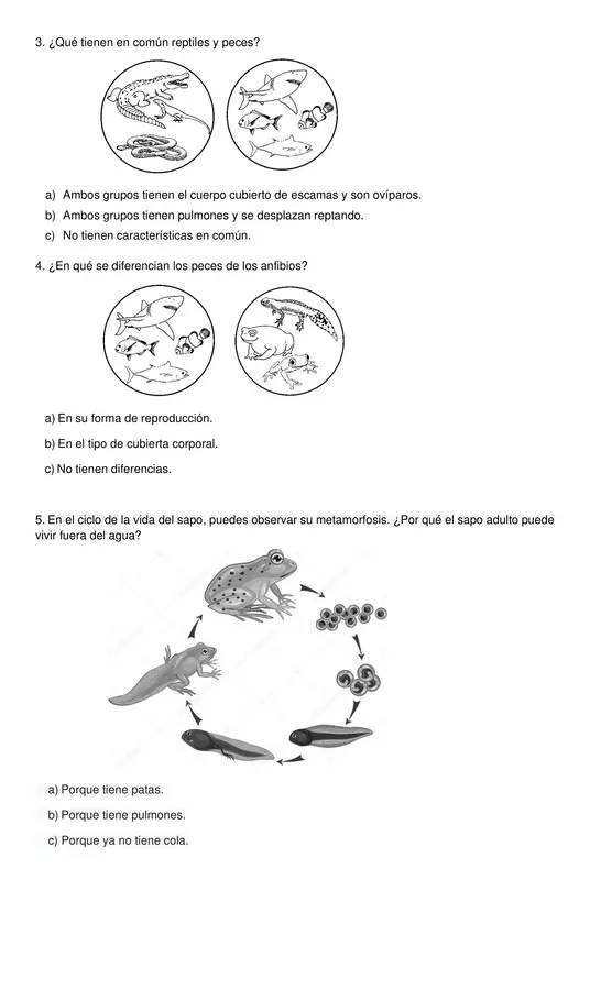 Evaluación animales vertebrados 