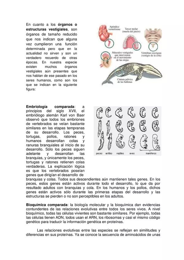 GUIA TEORIAS DE LA EVOLUCION, 4 MEDIO, ELECTIVO , BIOLOGIA DE LOS ECOSISTEMAS