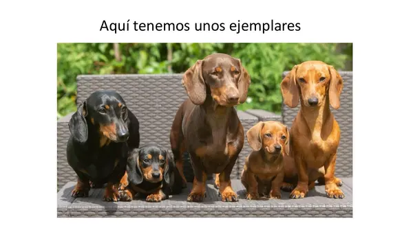 El Perro Confundido"  Preparación para la lectura. 