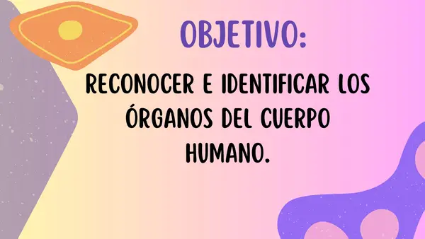 Los órganos del cuerpo humano