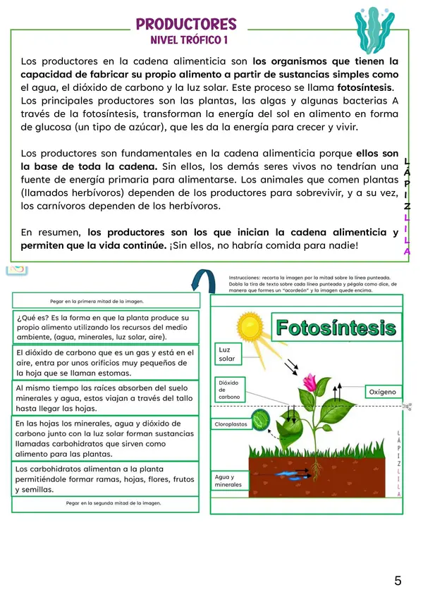 LA CADENA ALIMENTARIA