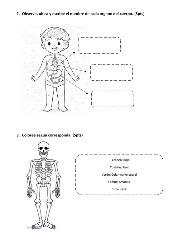Prueba ciencias 2° Básico, órganos. huesos y músculos