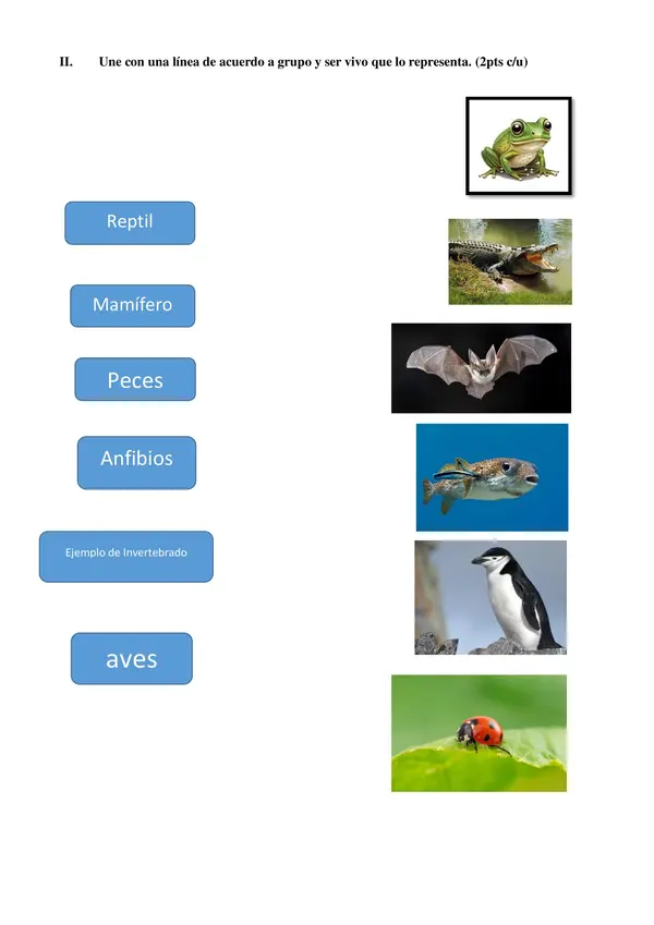 Evaluación Animales vertebrados e Invertebrados