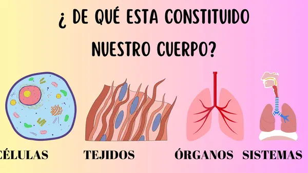 Los órganos del cuerpo humano