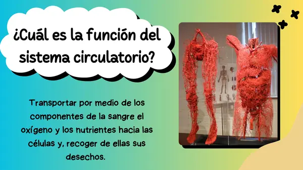 Sistema Circulatorio 5°año Básico