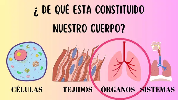 Los órganos del cuerpo humano