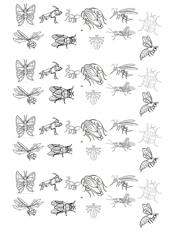 Clasificación de insectos
