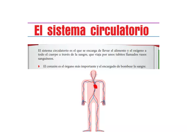 Sistema circulatorio para 1º
