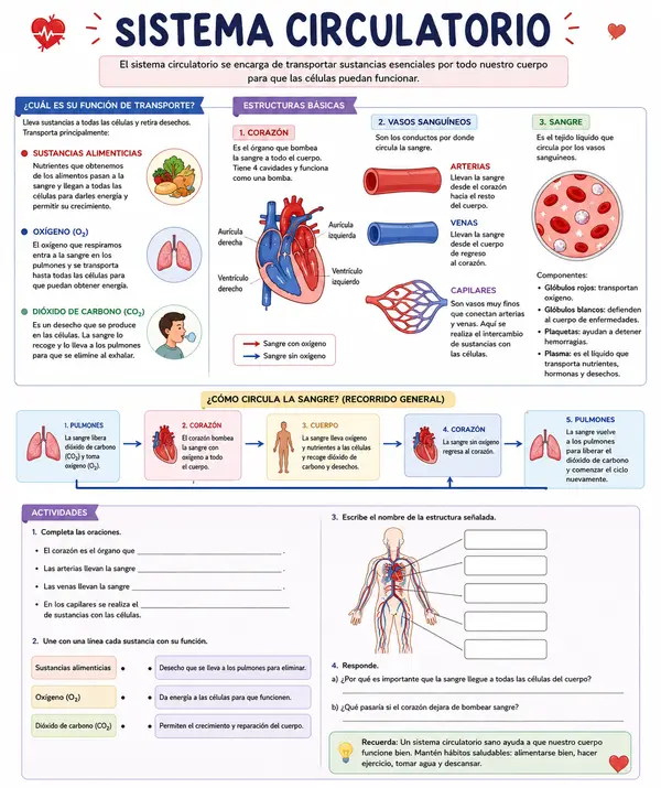 sistema circulatorio