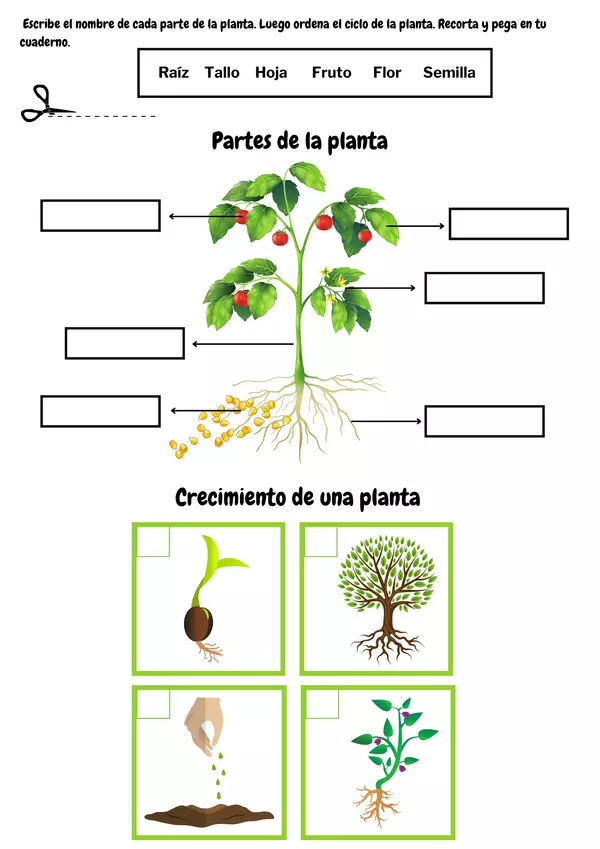 Actividad partes de la planta y crecimiento de una planta para recortar y pegar en cuaderno