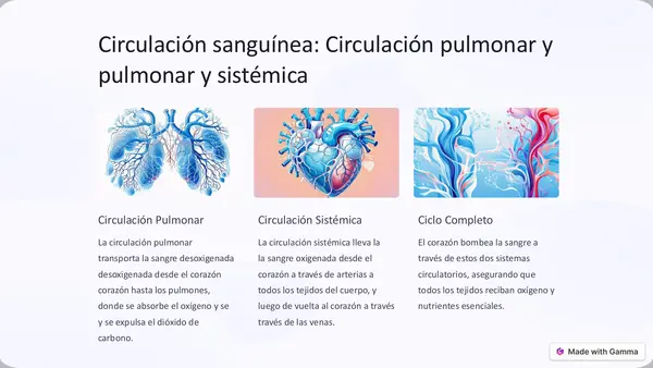 Corazón en el cuerpo humano