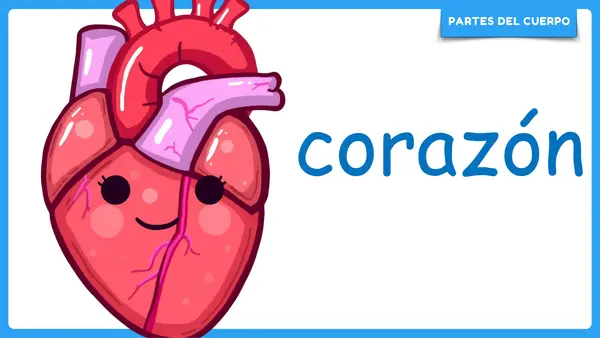 Partes del cuerpo humano