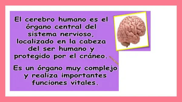 El cerebro