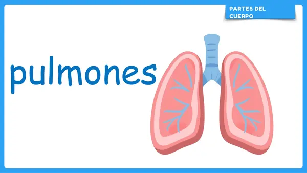 Partes del cuerpo humano