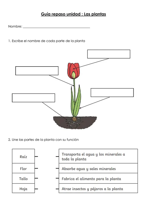 Repaso unidad Las plantas